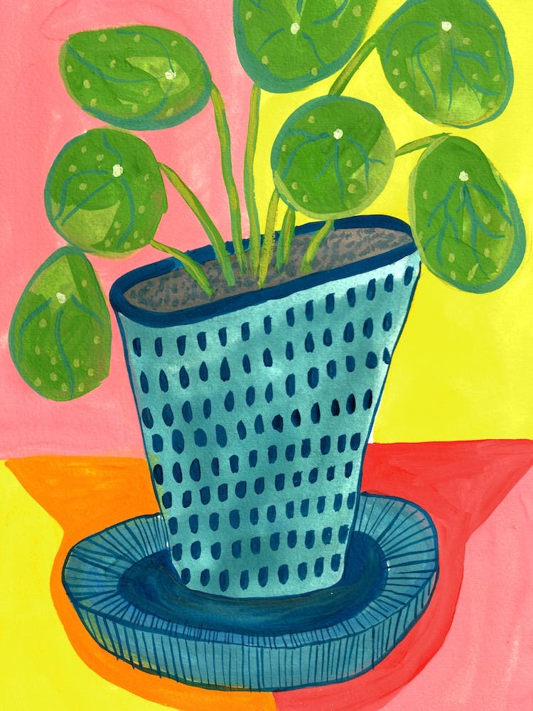 Money Plant