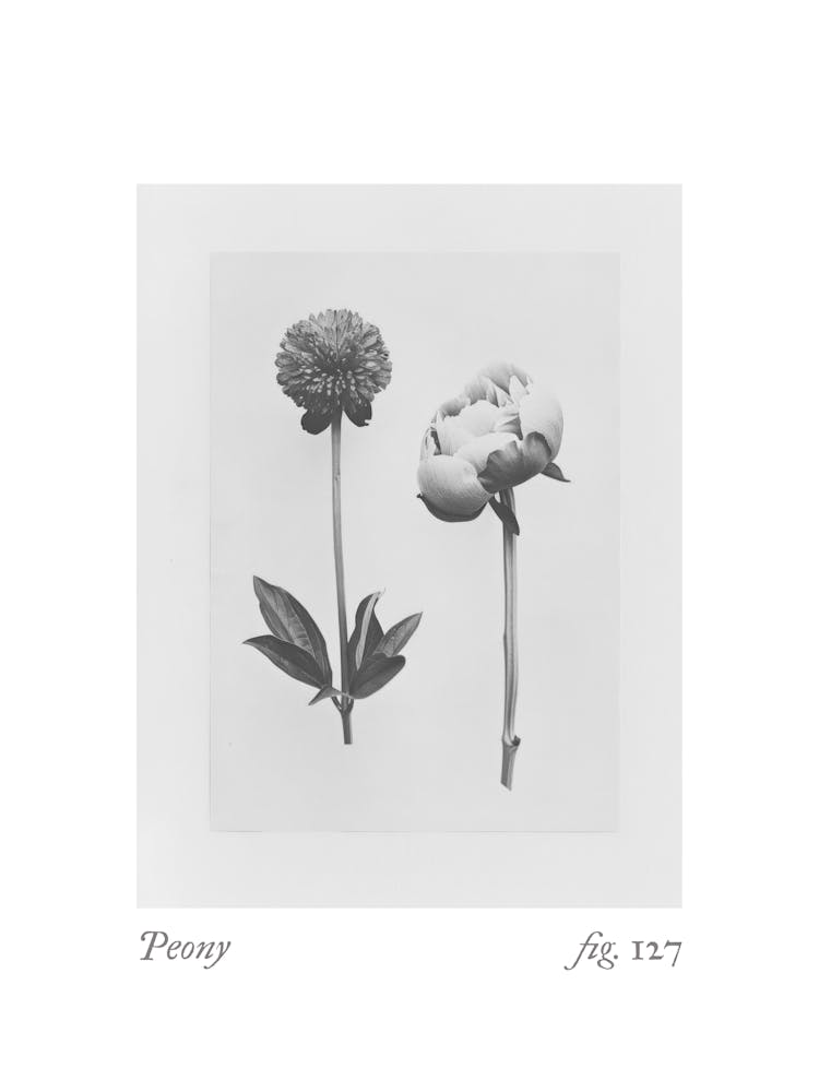 Peony Botanical Collage 1