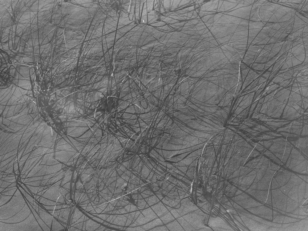 Grass Trying To Struggle Through The Drifting Sand Near Syracuse, Kansas By Russell Lee