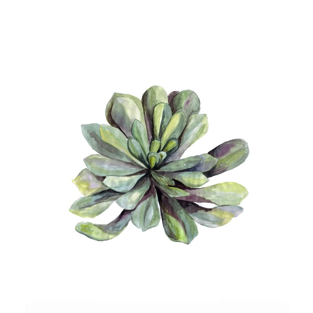 Botanical Illustration   Succulent