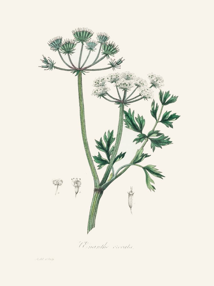 Vintage Botanical John Stephenson and James Morss Churchill_2731694