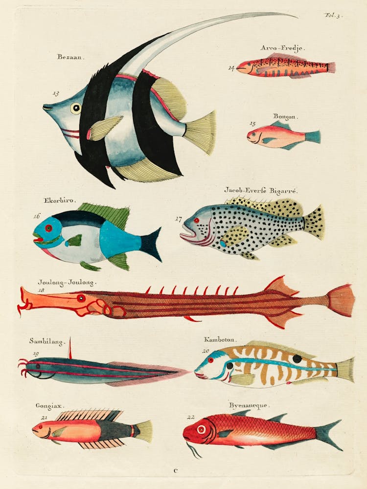 Colourful And Surreal Illustrations Of Fishes Found In Moluccas (Indonesia) And The East Indies, Louis Renard(4)