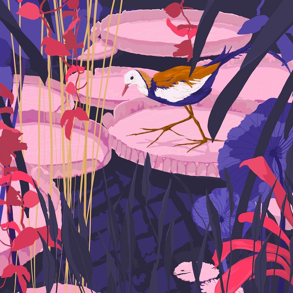 Pheasant Tailed Jacana Amid Lily Pads Square