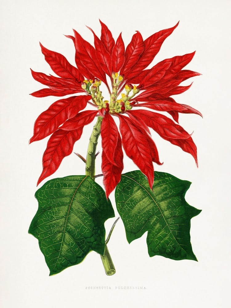 Vintage Botanical _2643219