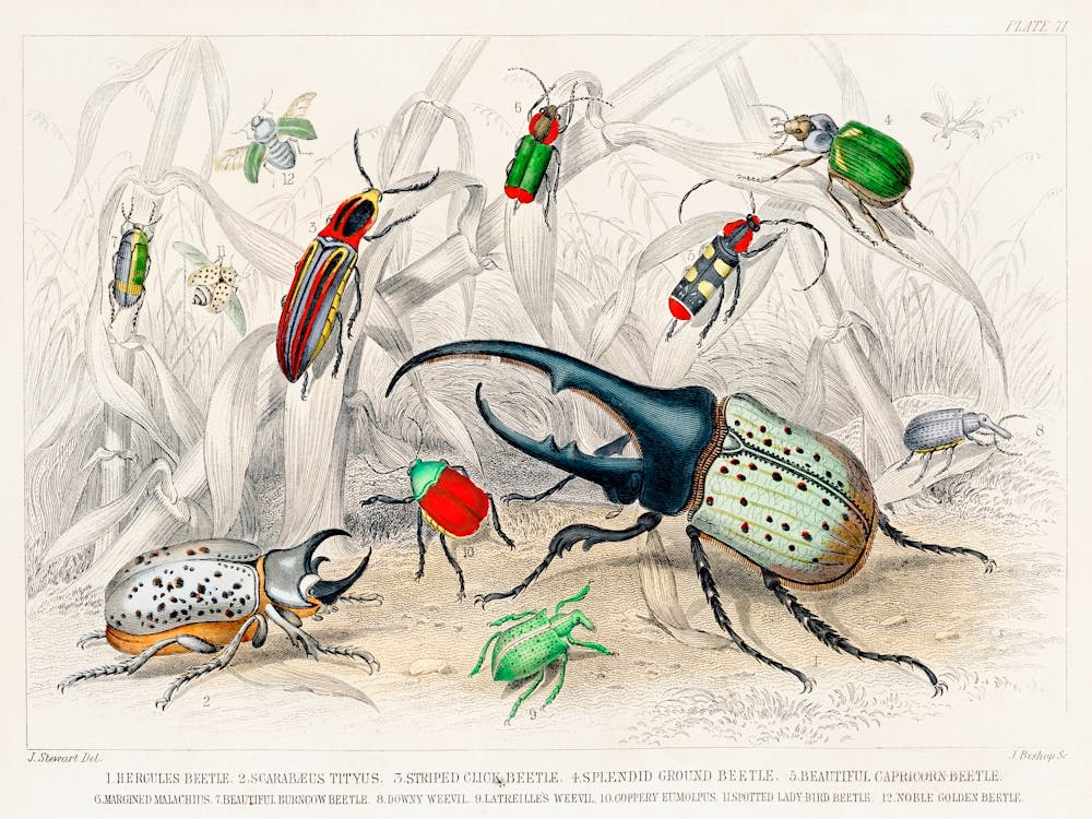 Collection Of Various Beetles, Oliver Goldsmith