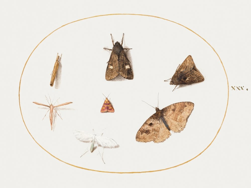 Seven Moths (1575–1580), Joris Hoefnagel