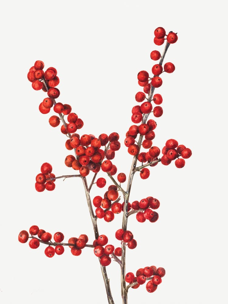 Red Berries