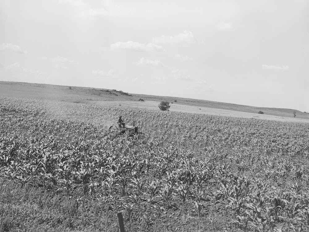 Untitled Photo, Possibly Related To Plowing Corn, Wagoner County, Oklahoma By Russell Lee