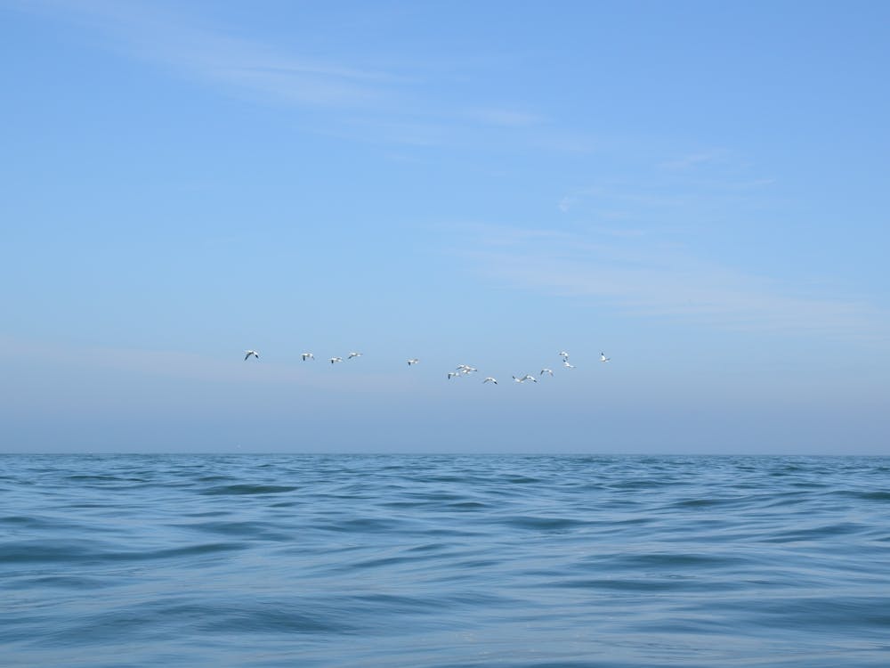 Fous de Bassan volant au-dessus d'une mer bleue calme - photographie de nature côtière et de voyage en été par Christa Stroo Photography