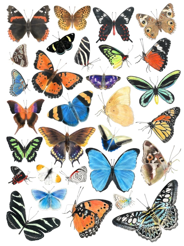 Butterflies