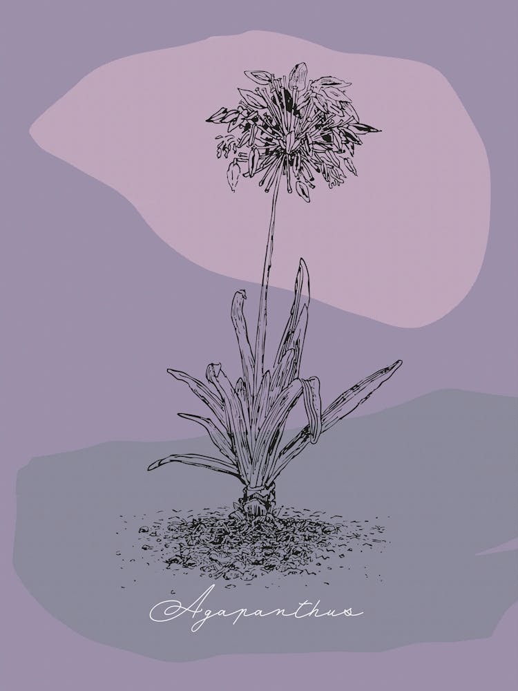 Agapanthus 002 