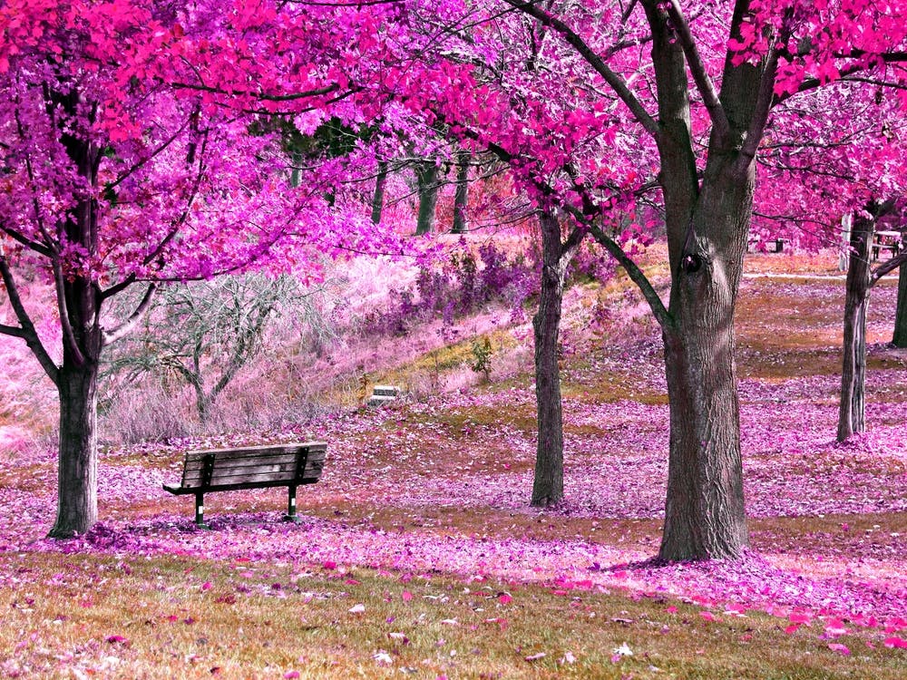 Automne Magenta