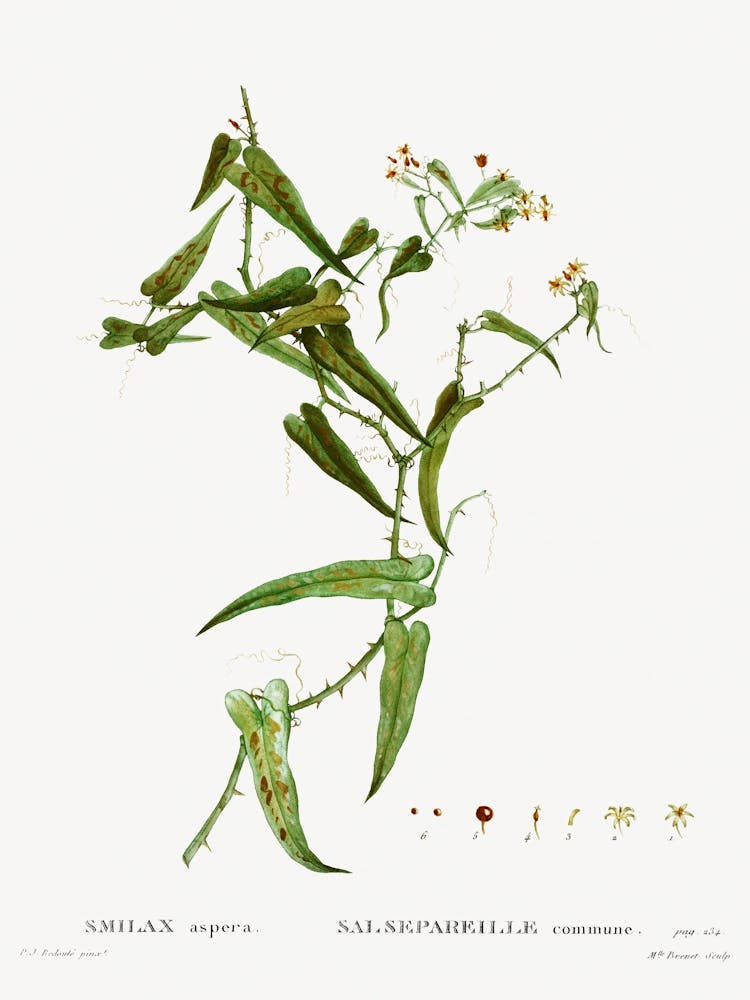 Smilax, Pierre Joseph Redoute