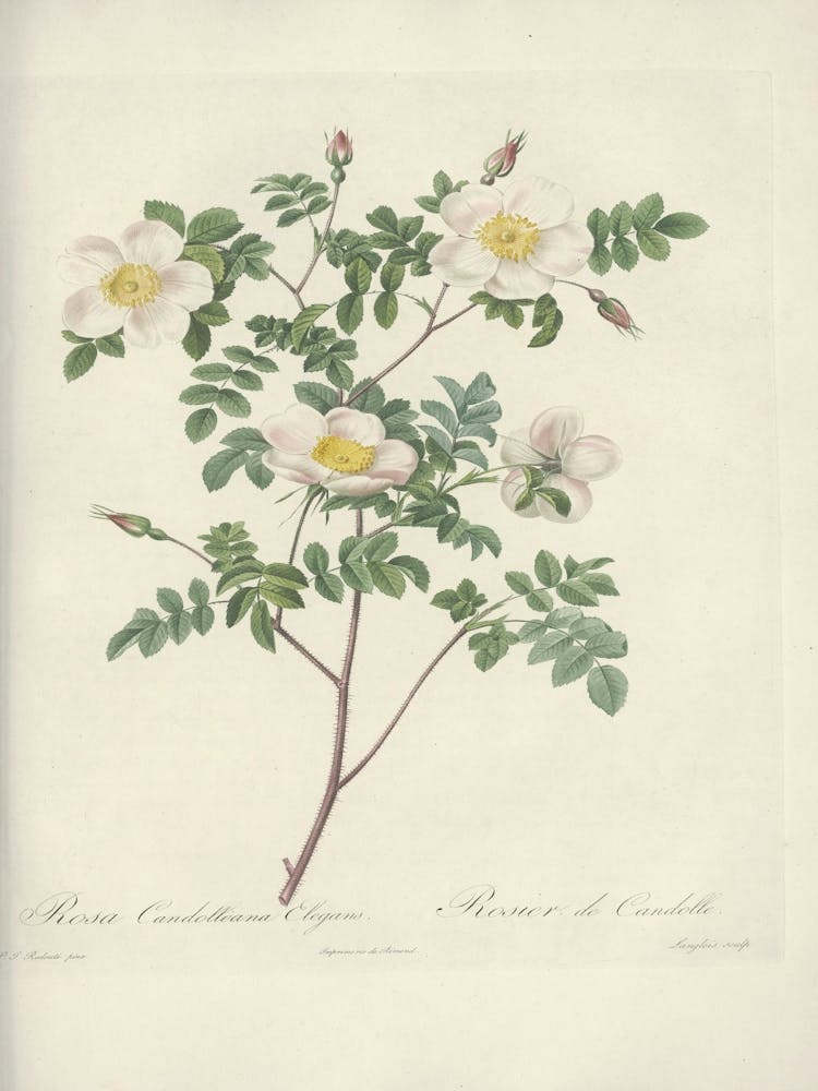 Rose Illustration, Pierre Joseph Redoute (38)