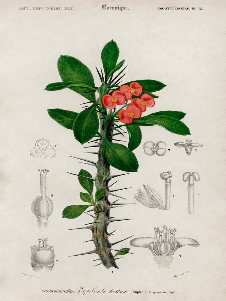 Euphorbia Splendens, Charles Dessalines D' Orbigny