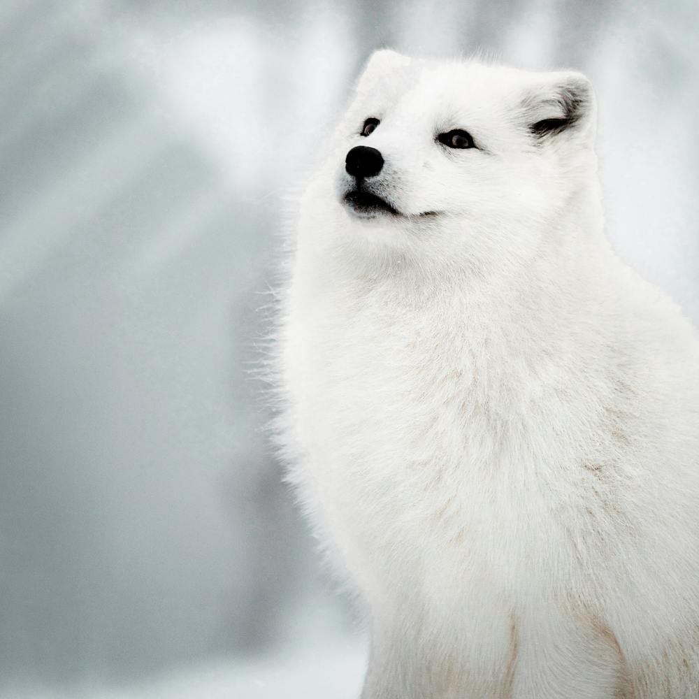White Arctic Fox 1