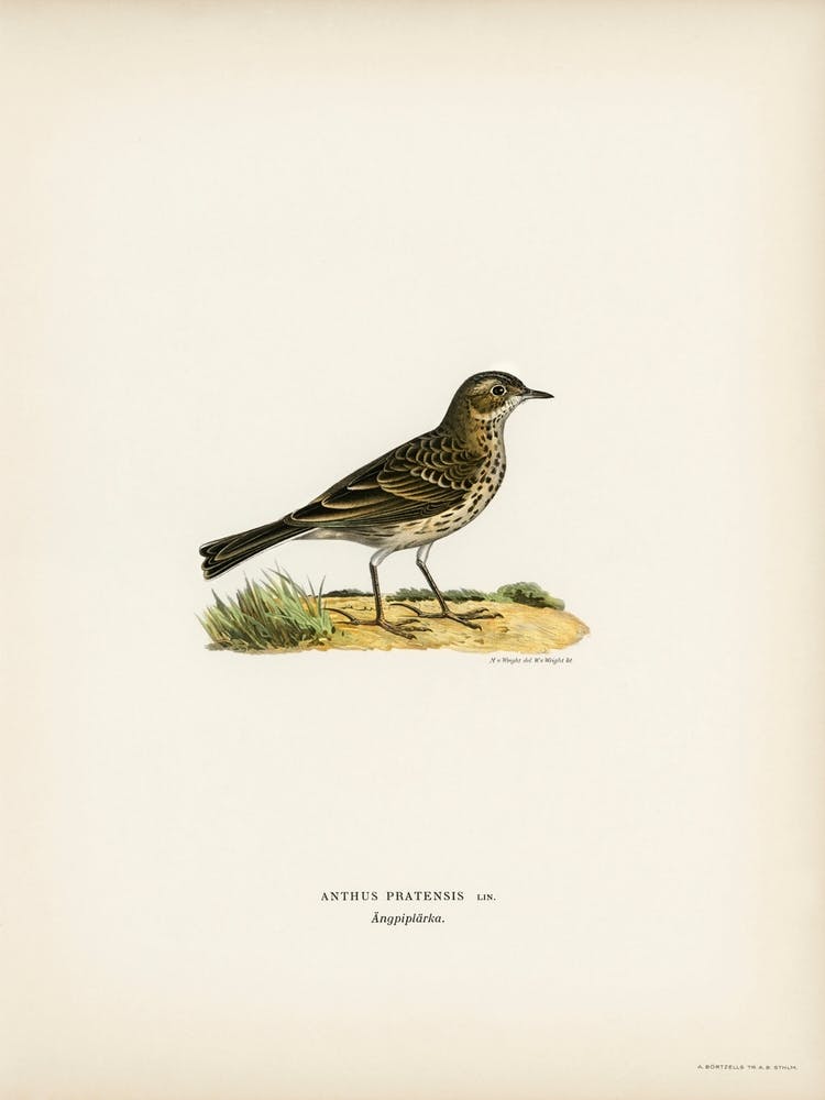 Meadow Pipit, The Von Wright Brothers