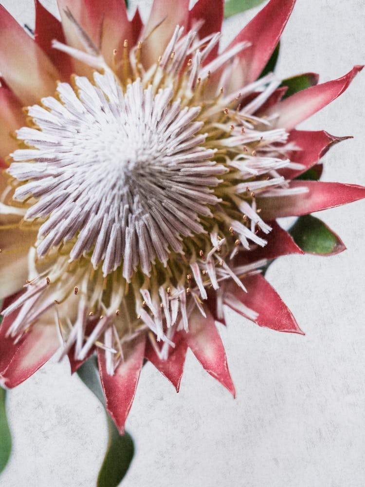 Red King Protea From Above