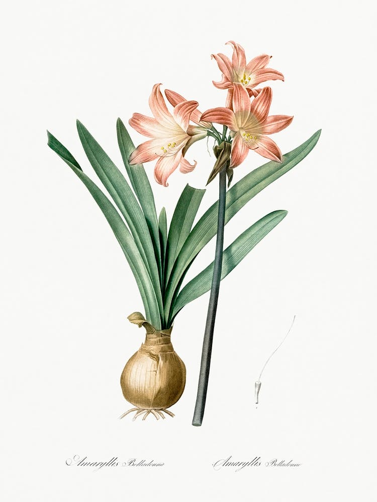 Amaryllis Belladonna Illustration, Pierre Joseph Redoute