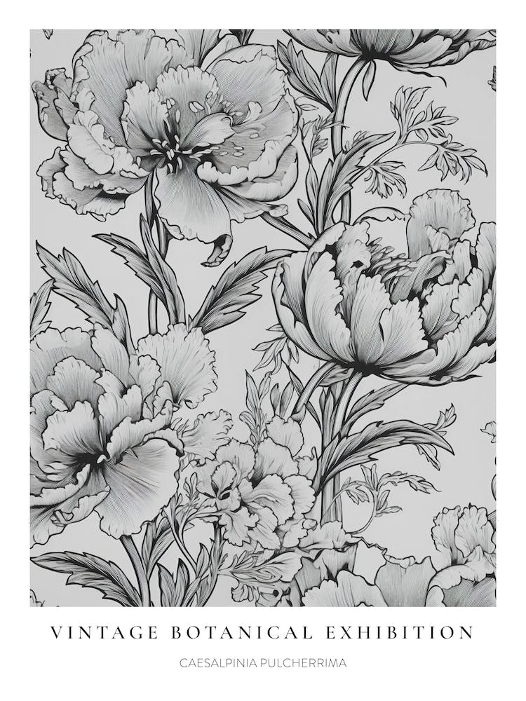 Peacock Flower (Caesalpinia Pulcherrima) 2 B&W Vintage Botanical Poster