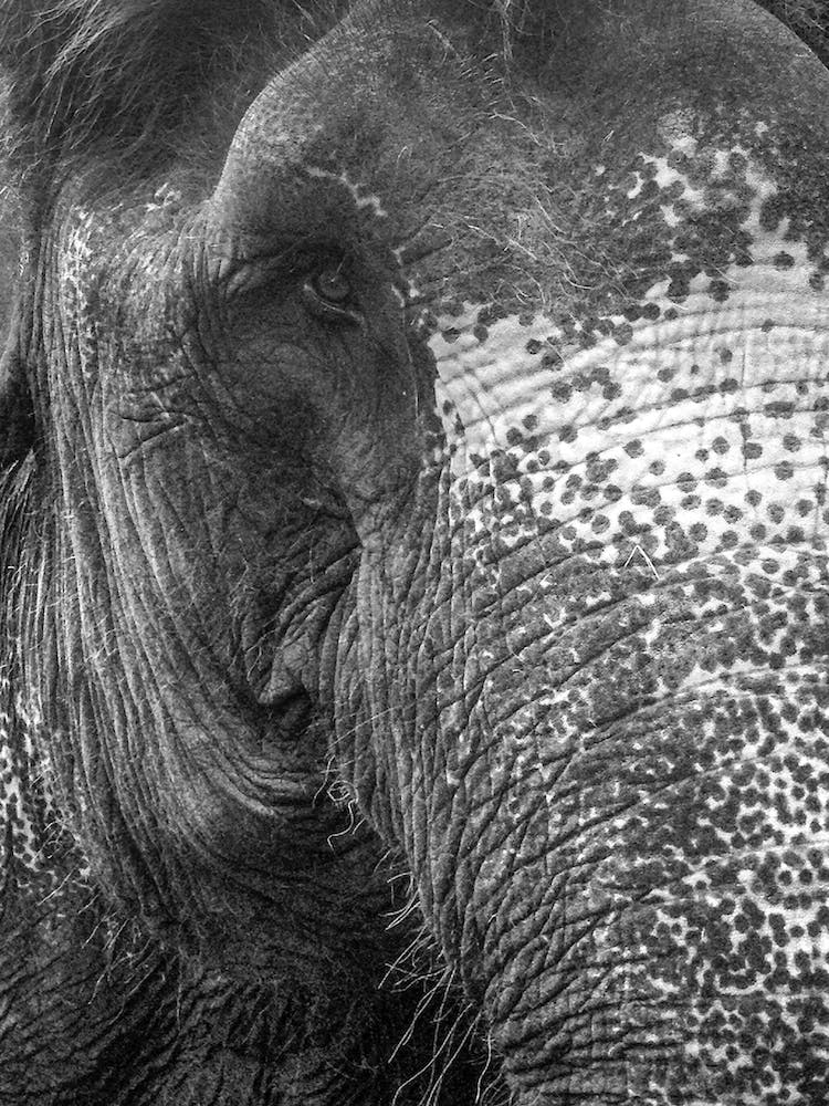 Black And White Elephant