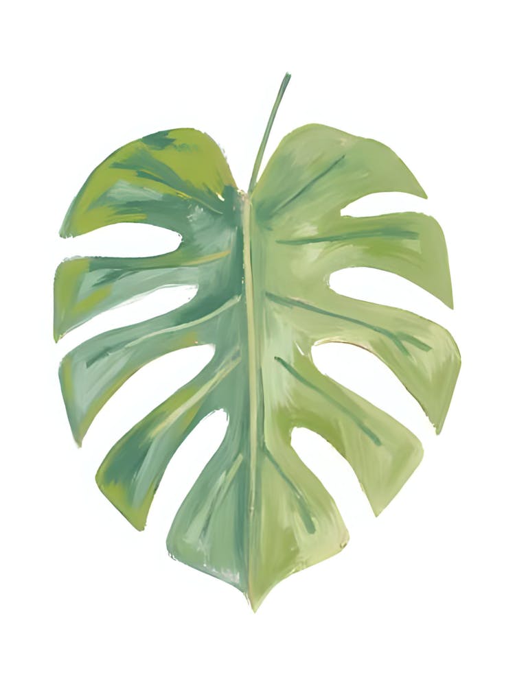 Monstera Leaf 3