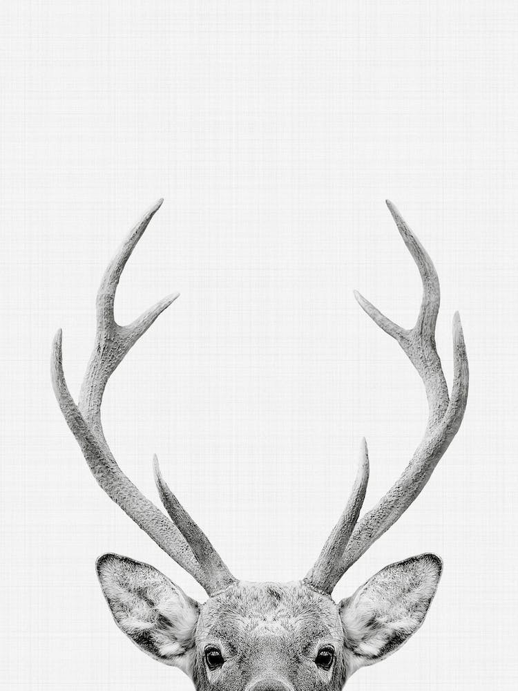 Deer Portrait
