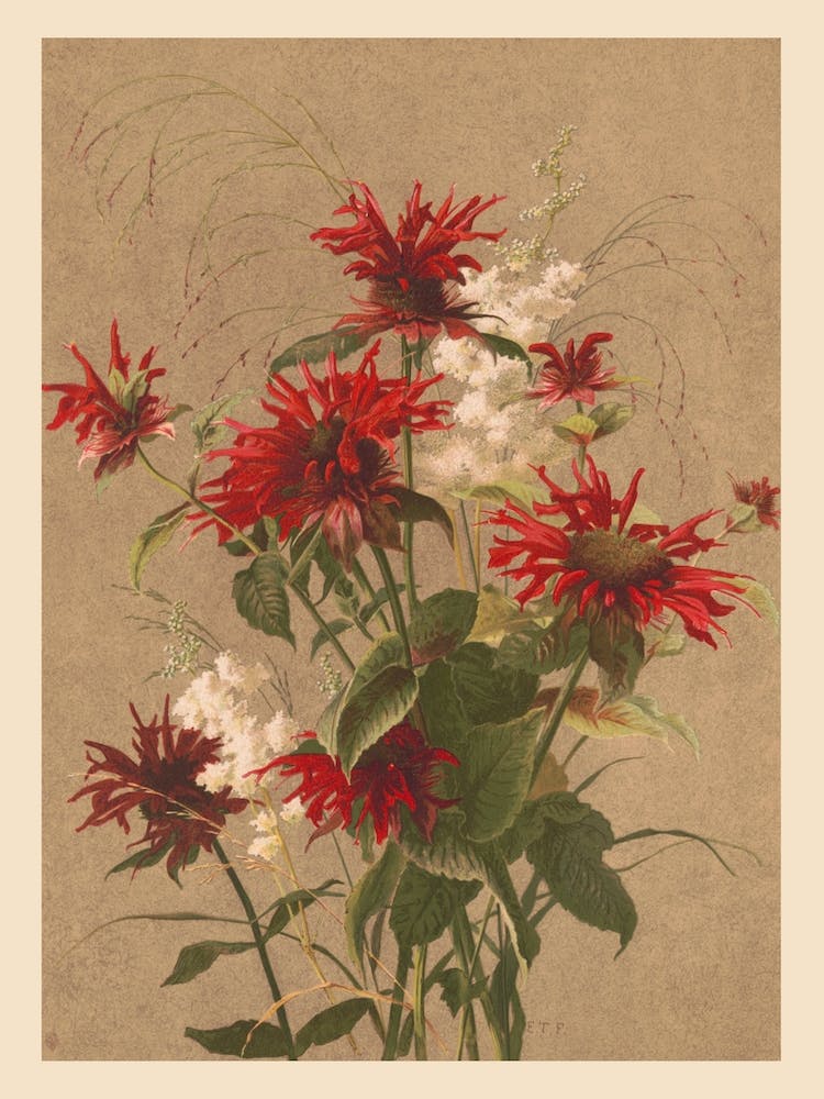 Cardinal Flowers (1886) By Fisher, Ellen T