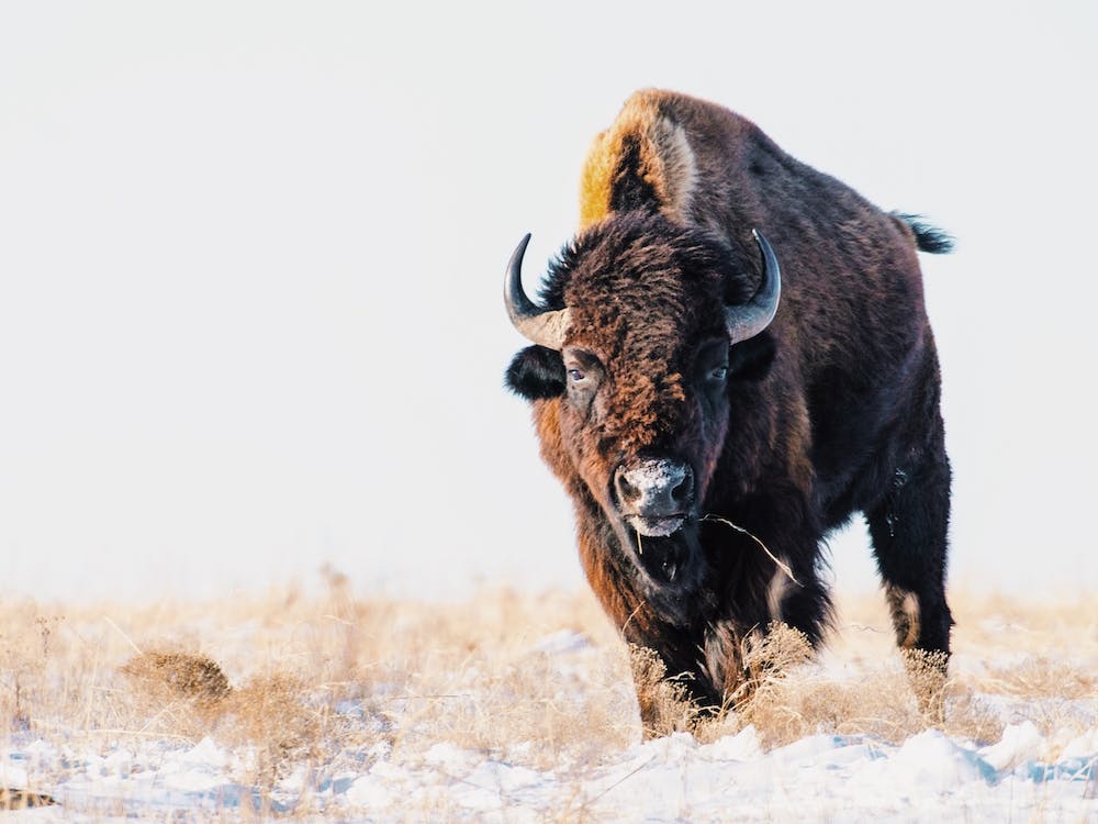 Snowy Winter Bison