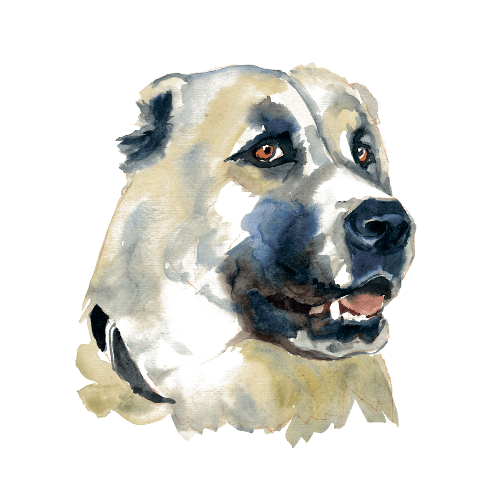 The Central Asian Shepherd Dog
