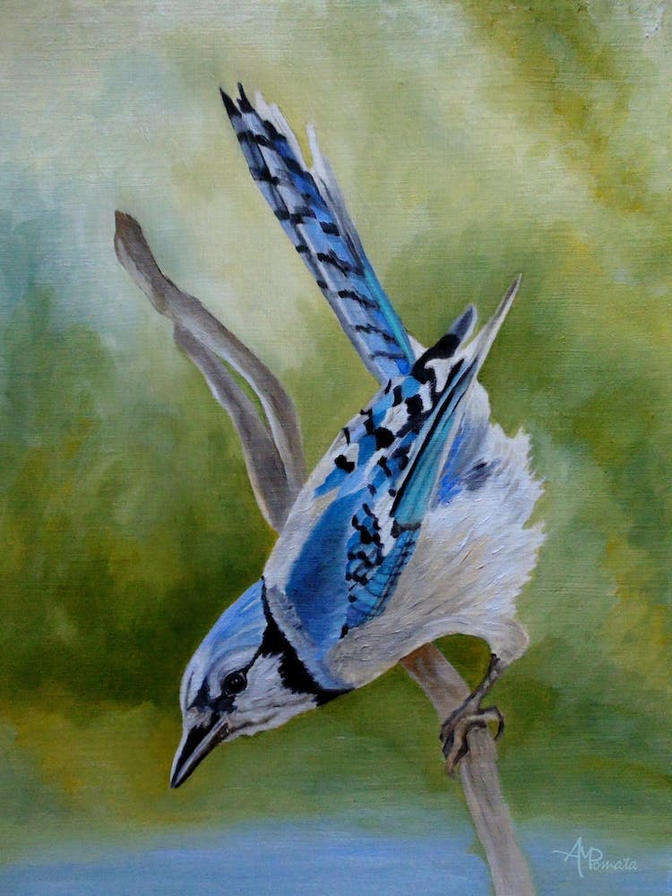 Aerialist Blue Jay