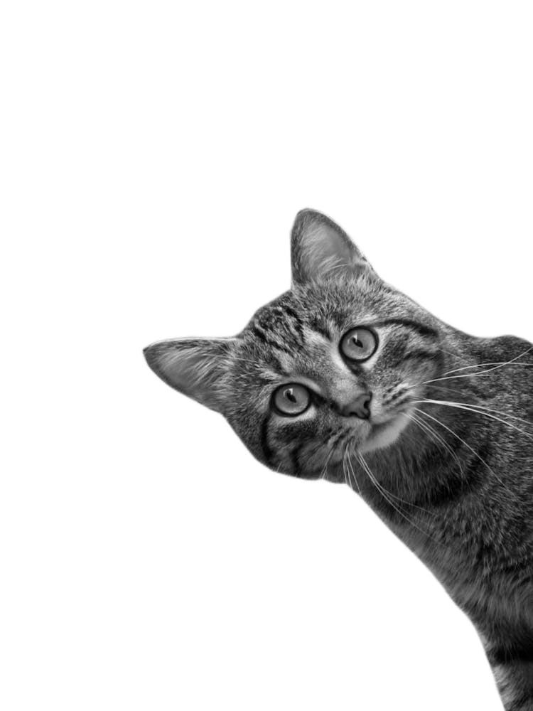 Funny Cat 1