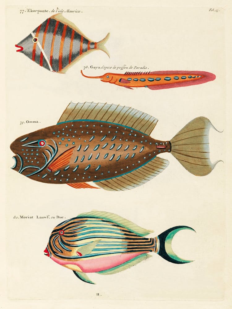 Colourful And Surreal Illustrations Of Fishes Found In Moluccas (Indonesia) And The East Indies, Louis Renard(63)