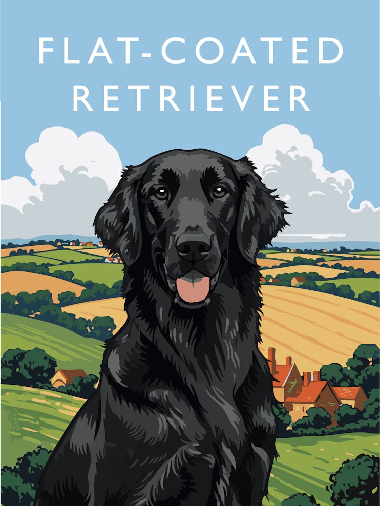 Flat-Coated Retriever