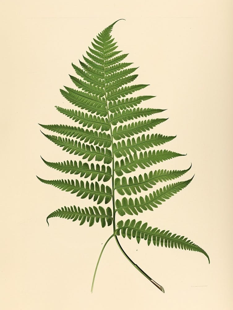 Vintage Illustration Harts Tongue Fern 3