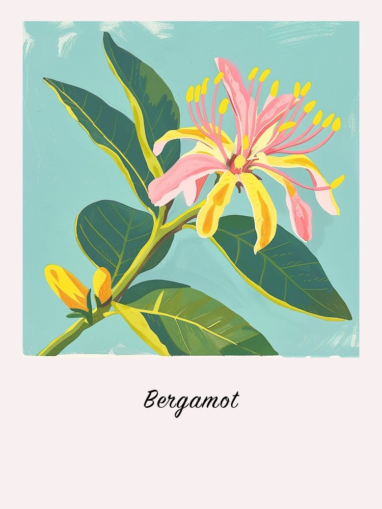 Bergamot 3 Square Flower Illustration Poster