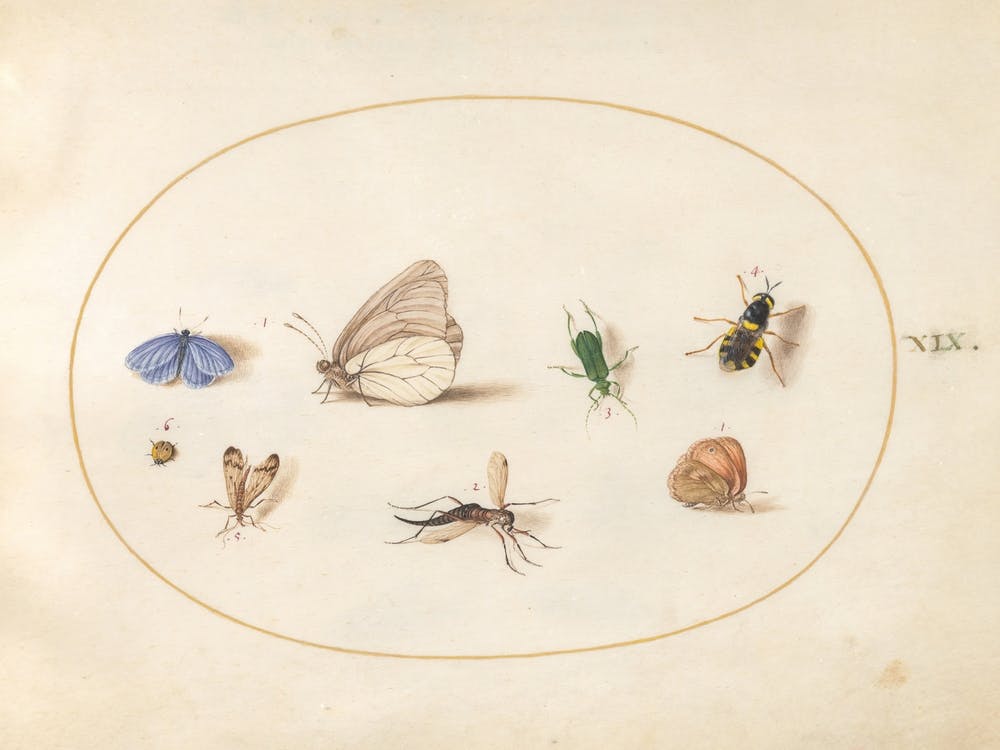 Two Butterflies With Five Other Insects, Joris Hoefnagel