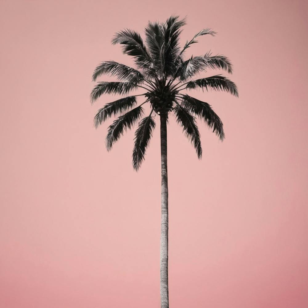 A Lone Palm Pink 1
