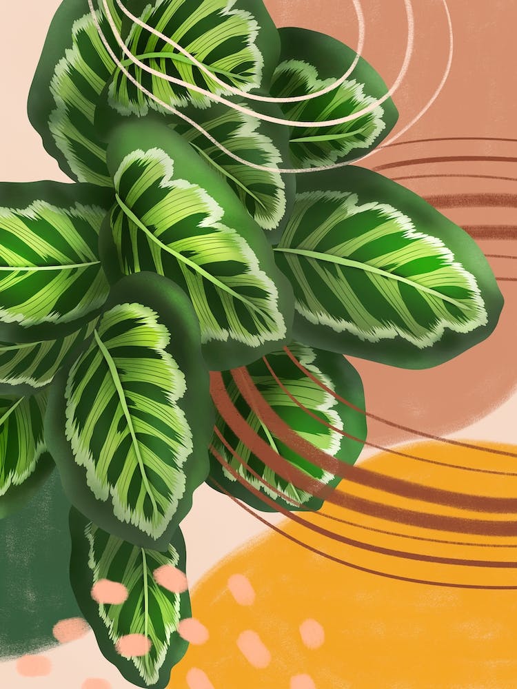 Abstract Calathea Roseopicta