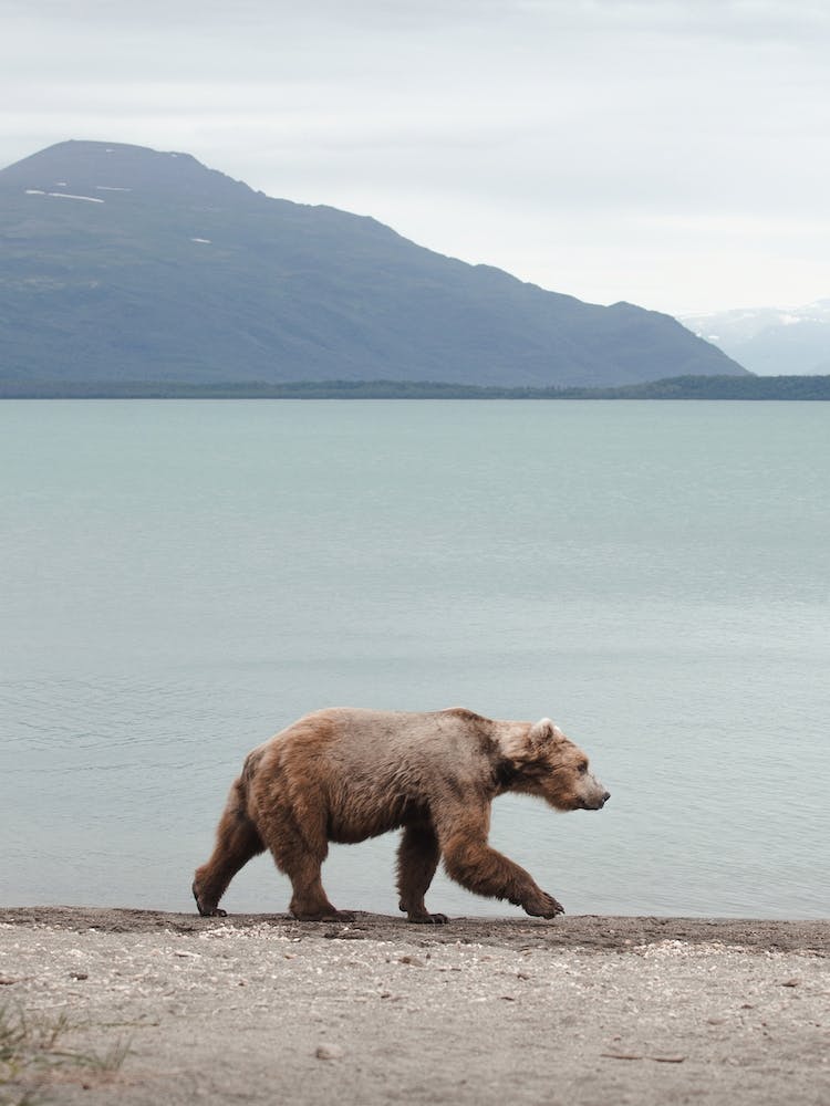 Bear On Alaskan Shoreline