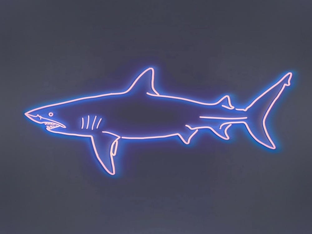 Neon White Tip Reef Shark 2