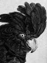 Bird Drawing Art Prints