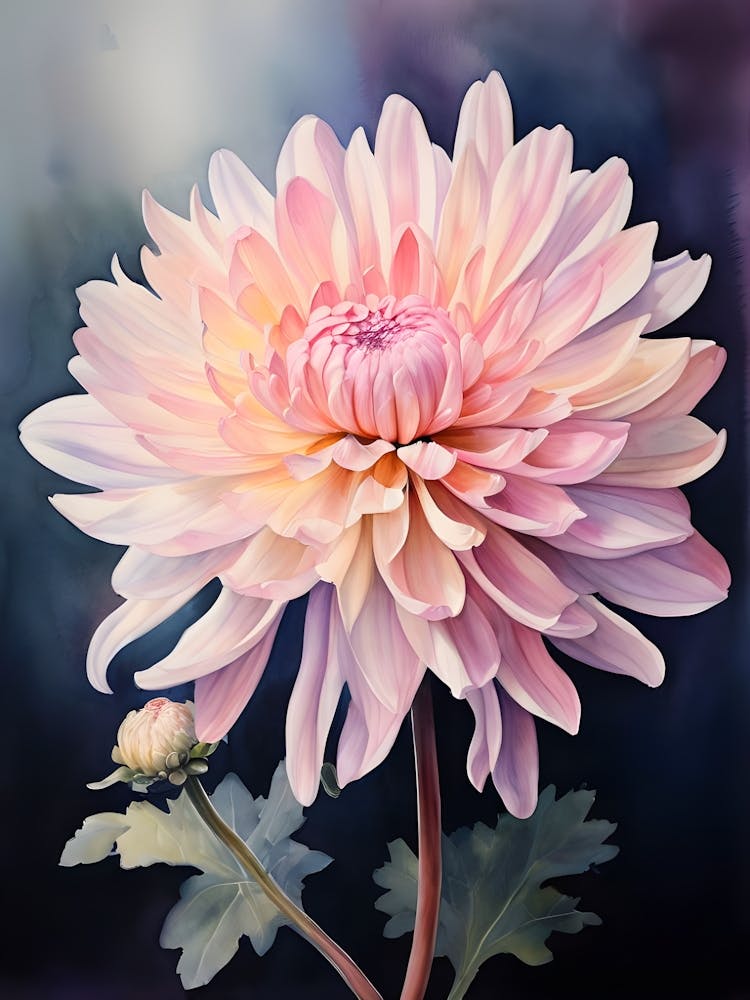 Pink Chrysanthemum