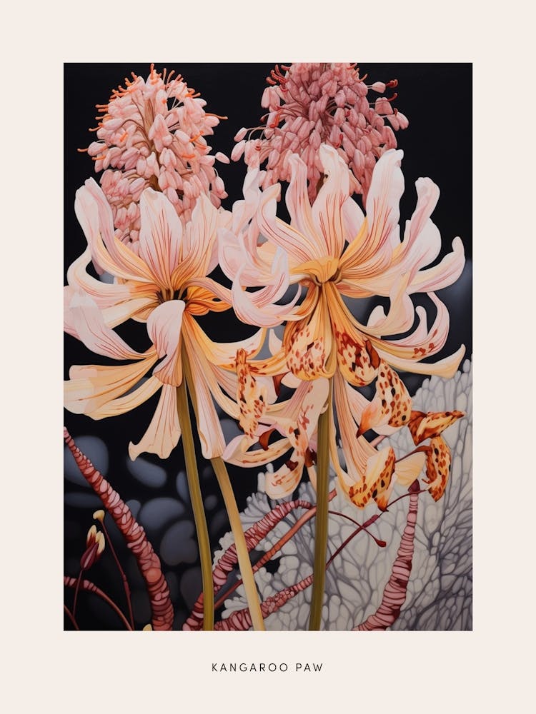 Flower Illustration Kangaroo Paw Flower 1 Poster