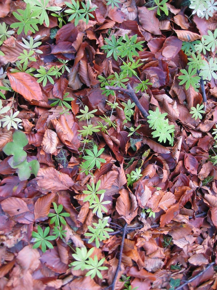 Small Plants On The Ground