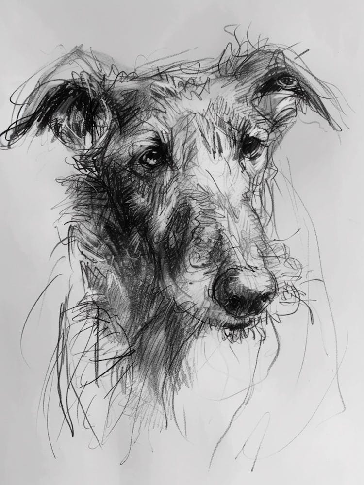  Redbone Dog Charcoal Line 4