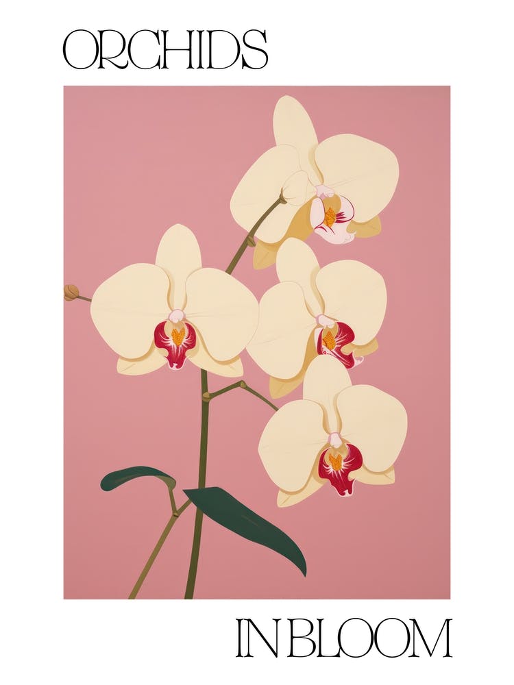 Orchids In Bloom Flowers Bold Illustration 3