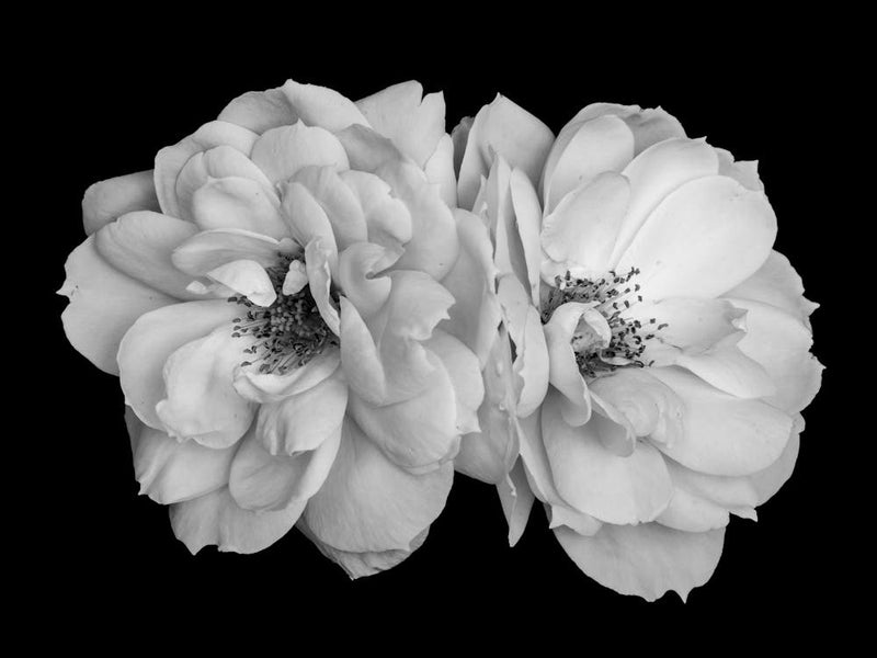 Black And White Roses 1
