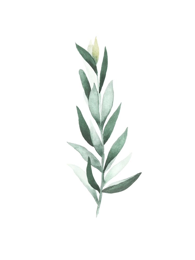 Eucalyptus II