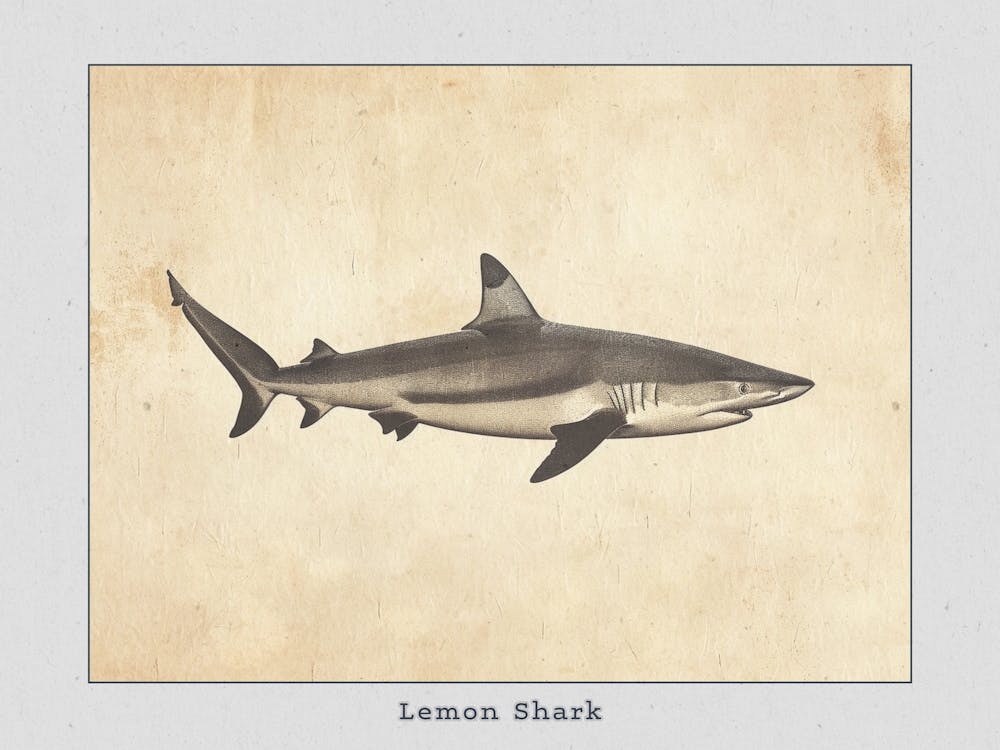 Lemon Shark Silhouette 3 Poster